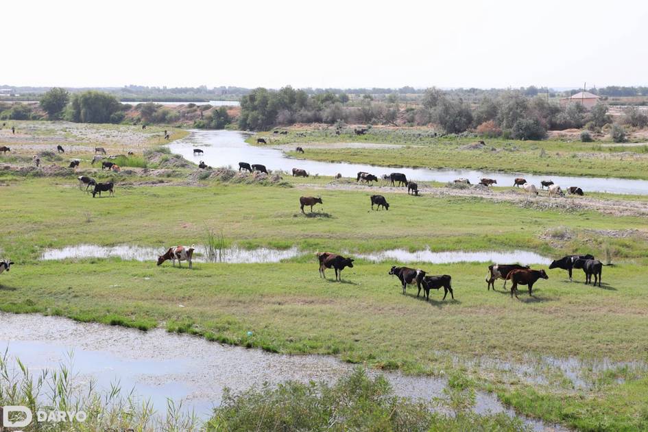 Chorvalarda oqsil kasalligi xavfi sabab O‘zbekistonda sanitariya oyligi e’lon qilindi
